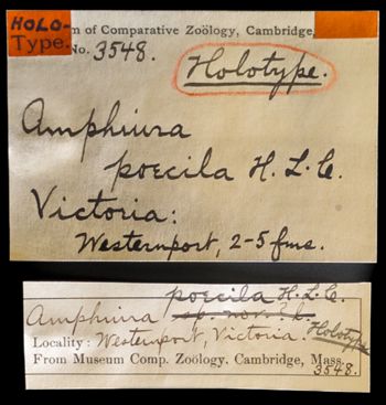 Media type: image;   Invertebrate Zoology OPH-3548 Description: Original handwritten specimen labels.;  Aspect: labels
